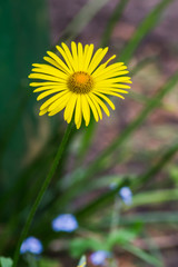 Leopardbane flower bloom in the garden.
