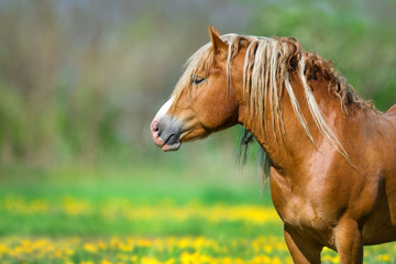 Portrait of beautiful red horse with long blond mane © kwadrat70