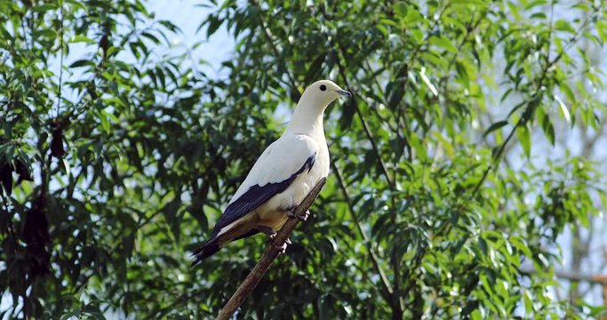 Pied Imperial Pigeon (Ducula Bicolor) Perched on a Tree Branch. Closeup Detail - DCi 4K Resolution