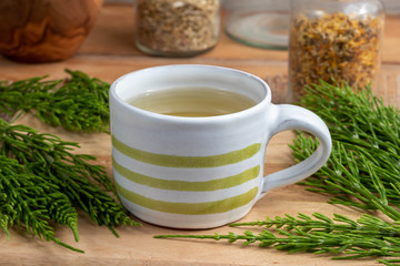 Obraz na płótnie Canvas A cup of horsetail tea with fresh Equisetum arvense plant