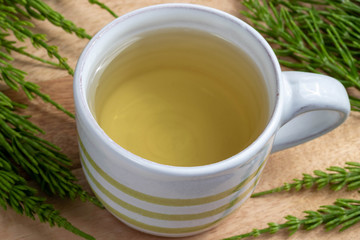 A cup of horsetail tea with fresh Equisetum arvense plant