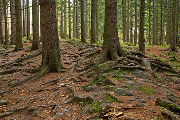 Fototapeta premium Karkonosze mountains near Karpacz. Poland