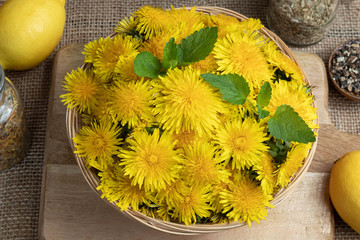 Fresh dandelion fowers, lemons and melissa on a table