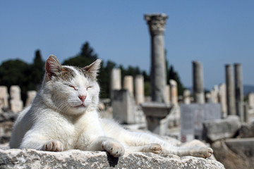 an old cat is lying down on ancient city residuals