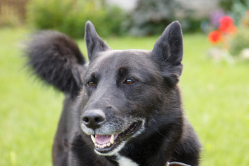 Portrait of big black dog in home garden