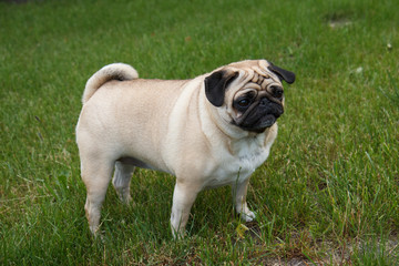 Obraz premium Small pug dog standing in green grass