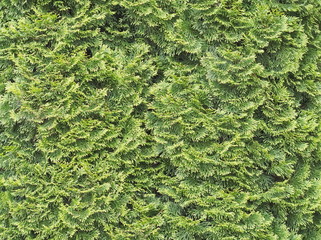 Thuja Tree Closeup