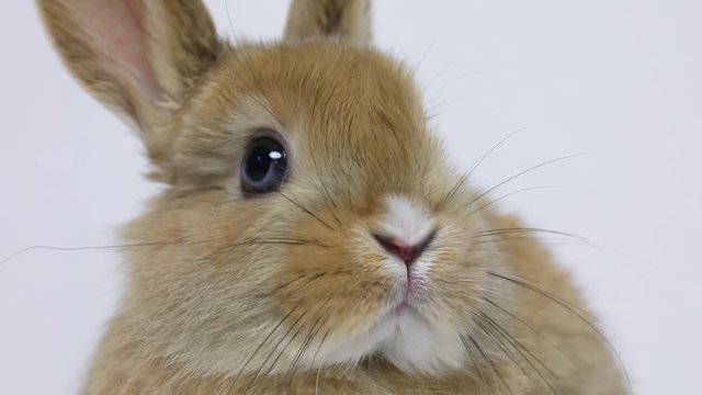 Bunny rabbit sitting