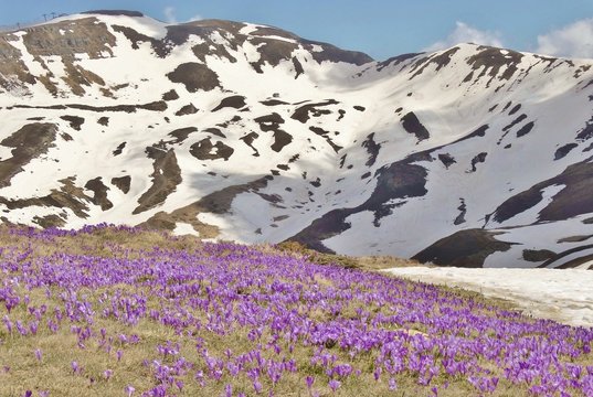 il disgelo e la fioritura dei crocos sull'appennino toscano