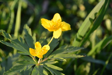 Tulip flower spring tulips purple nature flowers garden field bloom pink red green flower plant Park summer grass Bud season white Fox petal color yellow