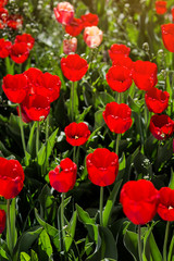 Fototapeta premium Group of beautiful red tulips growing in the garden lit by sunlight on springtime as flowers concept