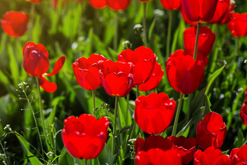 Group of  beautiful red tulips growing in the garden lit by sunlight on springtime as flowers concept