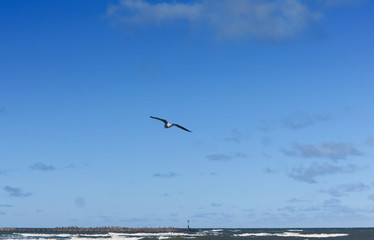 Obraz premium Small waves in the sea. Seagulls fly in the sky above the sea. Seagulls on the seashore. Sea coastal zone and birds.