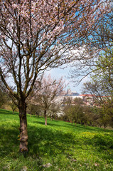 Obraz premium Spring Orchards And St Vitus Cathedral. Prague