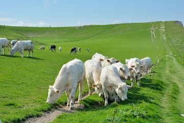 Fototapeta na wymiar Troupeau de vaches sur les falaises près du cap Blanc-Nez dans les hauts-de-France