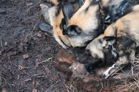 African hunting dog pack eating horse carcas fighting