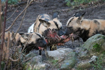 African hunting dog pack eating horse carcas fighting