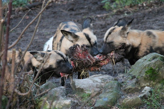 African Hunting Dog Pack Eating Horse Carcas Fighting