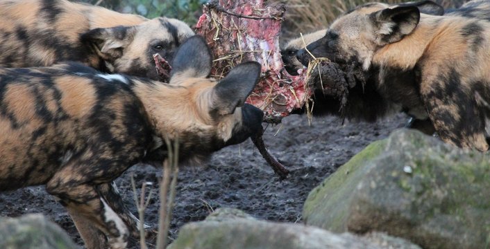 African hunting dog pack eating horse carcas