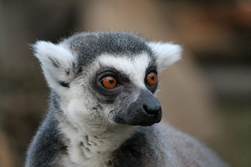 Ring-tailed Lemur monkey with orange eyes in a zoo