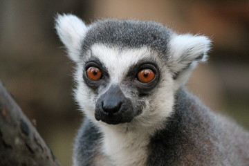 Naklejka na ściany i meble Ring-tailed Lemur monkey with orange eyes in a zoo