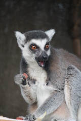 Ring-tailed Lemur monkey with orange eyes in a zoo