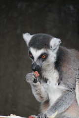 Ring-tailed Lemur monkey with orange eyes in a zoo
