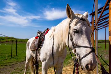 Obraz premium beautiful white horse against the blue sky on a meadow