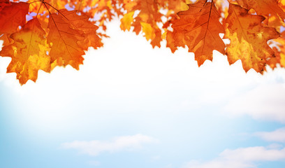 Autumn leaves background