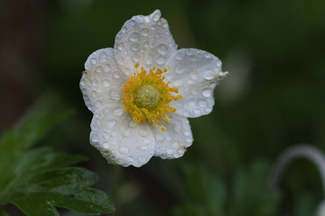 Anemon, zawilec, bialy kwiat, ciemne rozmyte tło, zbiżenie - 203455065