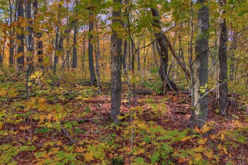 Oberg Mountain is part of the Sawtooth Range on the North Shore in Minnesota