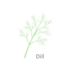 Bunch of fresh dill isolated on white background. Vector illustration.