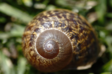 Caparazón de caracol