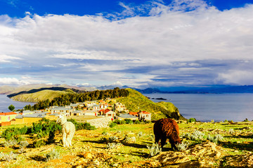 View on llamas on isla del Sol by Lake Titicaca - Bolivia