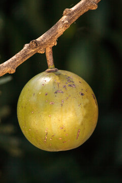 Fruit on Calabash tree Crescentia cujete