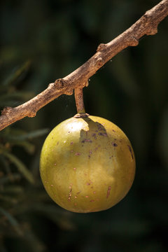 Fruit on Calabash tree Crescentia cujete