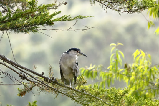 Garza Huaco (Nycticorax nycticorax)