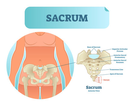 Human sacrum bone structure diagram, anatomical vector illustration labeled scheme with bone sections.