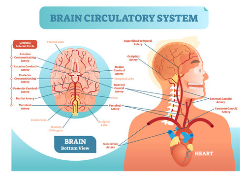 Brain circulatory system anatomical vector illustration diagram. Human brain blood vessel network scheme. Cerebral medicine information.