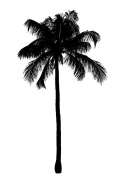 Black palm tree silhouette isolated white background