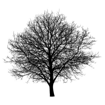 Tree silhouette isolated white background