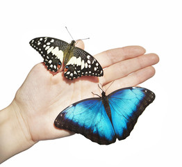 Two butterflies, yellow lime swallowtail and blue morpho, sit on girl's hand. The butterflies spread their wings on child's palm. Isolated on white background