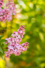 Lilac in warm colors, blooming lilac in sunlight, purple flowers with copy space, blank for postcard, blurry background, festive bouquet, art