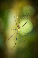 Silk spider Nephila in the rain forest of Sinharaja Forest of Sri Lanka