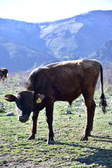 Cow and view of the mountains in the Samckhe Javakheti region of Georgia.