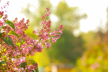 Lilac in warm colors, blooming lilac in sunlight, purple flowers with copy space, blank for postcard, blurry background, festive bouquet, art