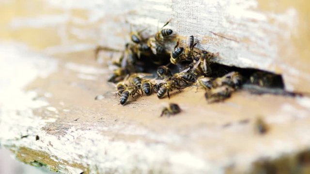 Pszczoły pr&oacute;bują dostać się do ula, dużo pszcz&oacute;ł przy wejściu