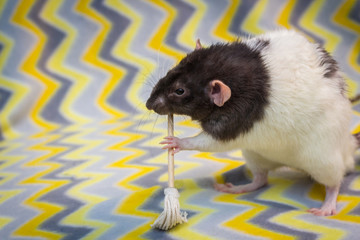 Fancy Pet Rat Mop