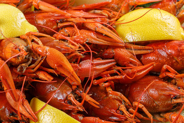 A lot of bright red boiled crawfish with lemon close-up