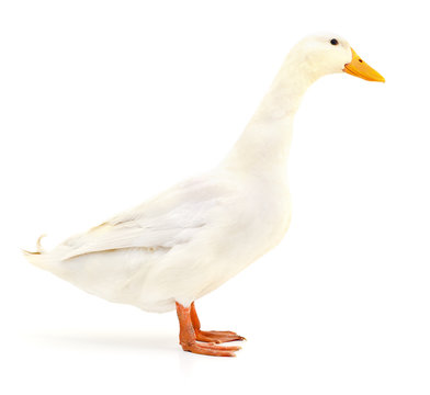 Duck on white.